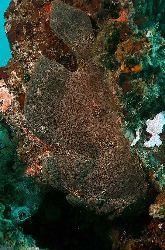 Sipadan_2015_Poisson grenouille_Antennaire geant_Antennarius commerson_IMG_2520_rc.jpg